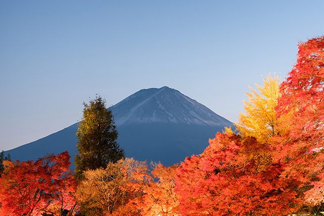 The Adventurous Ewe 7 japan